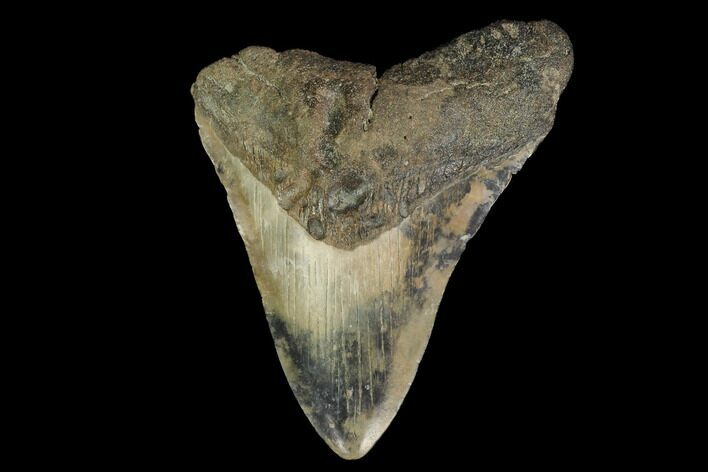 Bargain, Partial Megalodon Tooth - South Carolina #145276